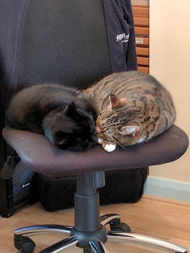 A black cat and a tabby cat both curled up and snoozing together on an office chair