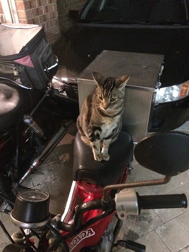 Cat sitting on a motorbike seat