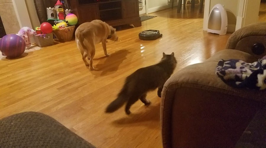 Short-haired dog and a grey medium-haired cat, both chasing a robot vacuum
