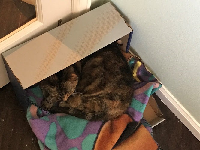 An grey tabby cat in a shoebox with a blanket