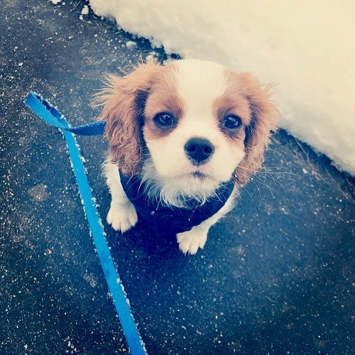Small brown-and-white dog on a blue leash, looking up